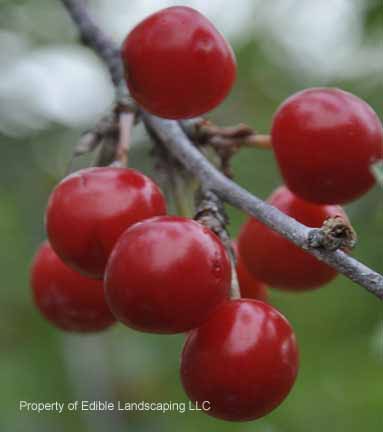 Cherry Northstar Fruit